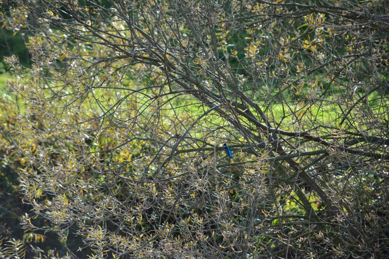 IJsvogel