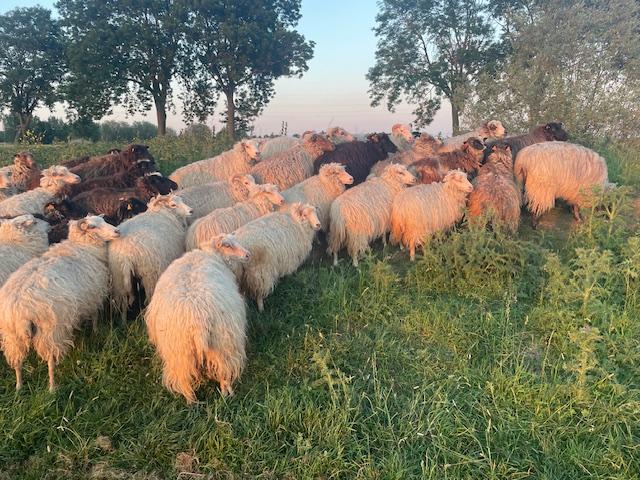 kudde schapen