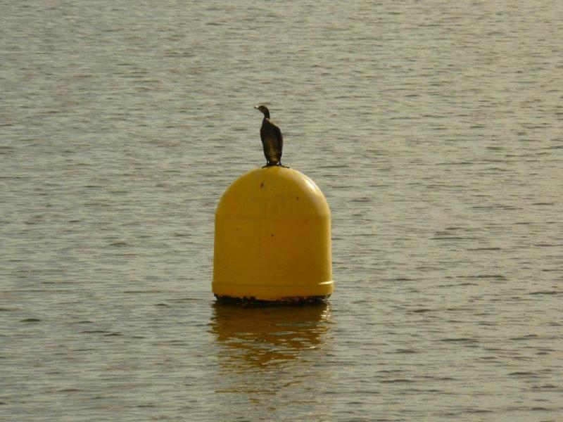 aalscholver op boei