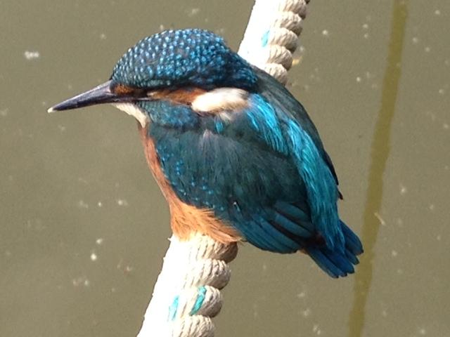 ijsvogel