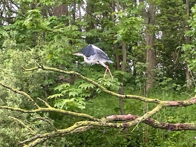 wegvliegende blauwe reiger